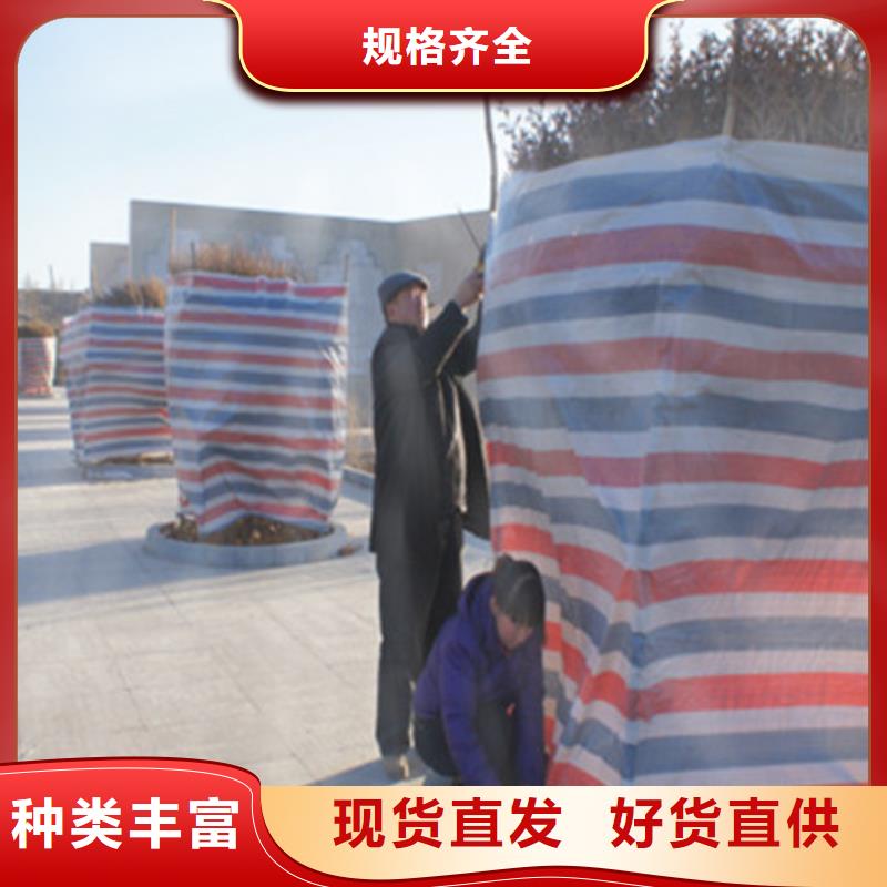 扬州优质聚乙烯彩条布可定制