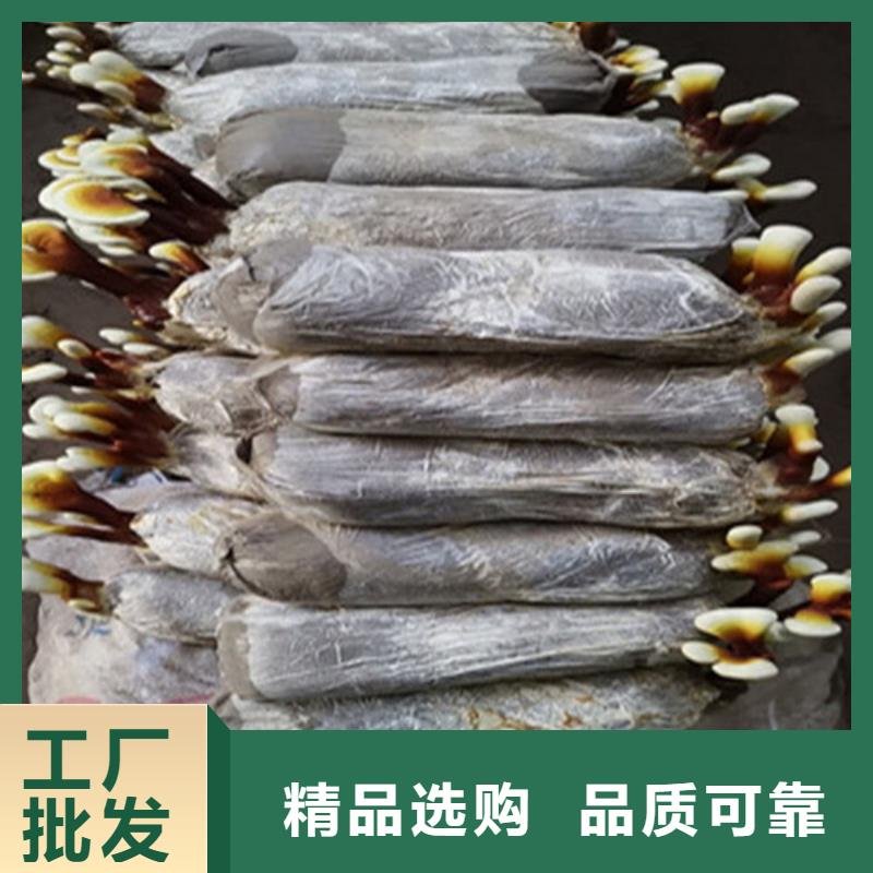 台湾灵芝孢子粉-灵芝孢子粉生产厂家