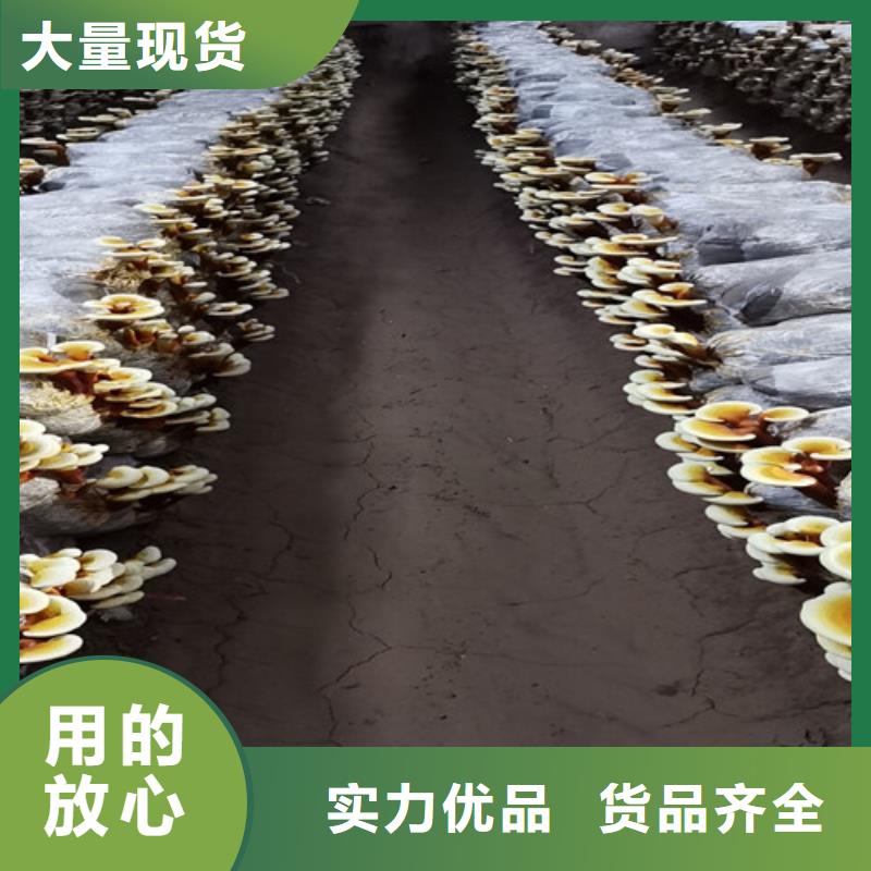 2023出厂价#沧州灵芝超细粉公司#可配送
