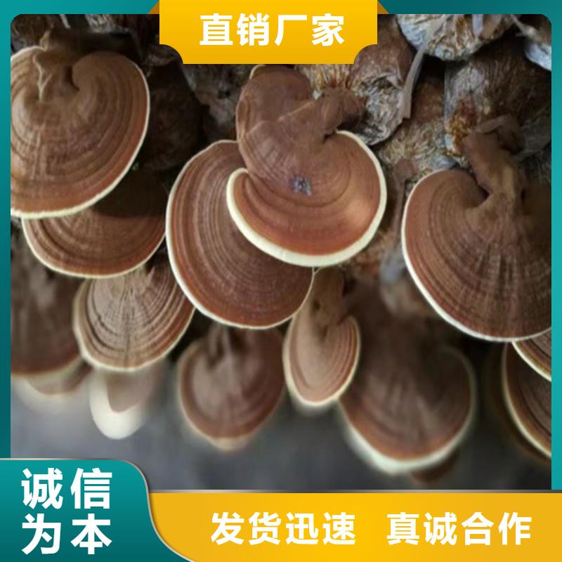锦州灵芝孢子粉-灵芝孢子粉生产厂家