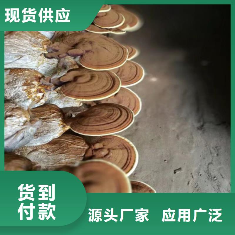 南京破壁灵芝孢子粉
厂