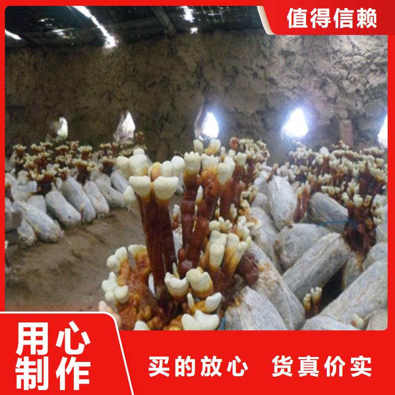 扬州灵芝超细粉厂家-高品质