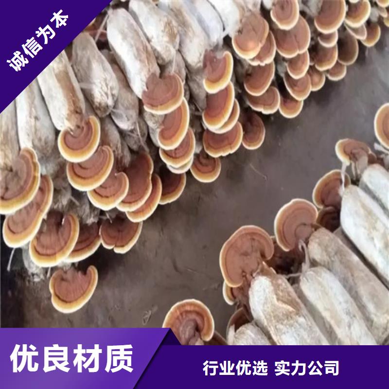 广元灵芝超微粉优质供货厂家