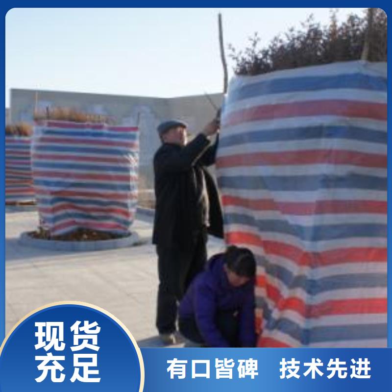 衢州发货及时的6x50彩条布生产厂家