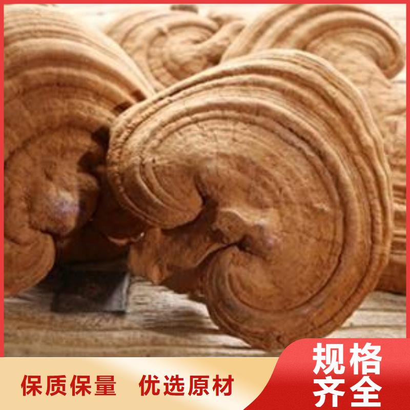 徐州专业销售灵芝超细粉-优质