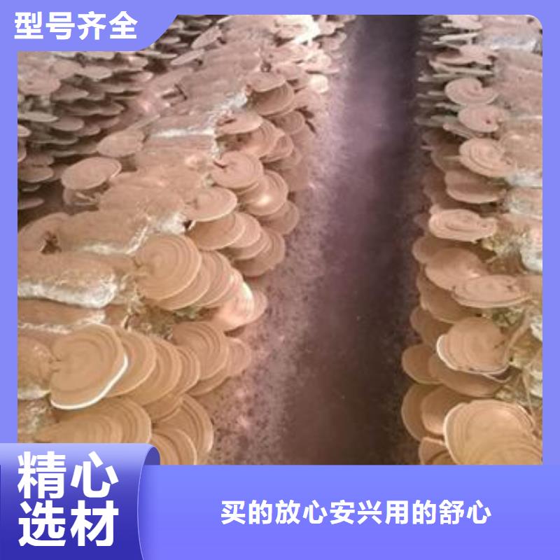 重庆专业生产制造破壁灵芝孢子粉
的厂家