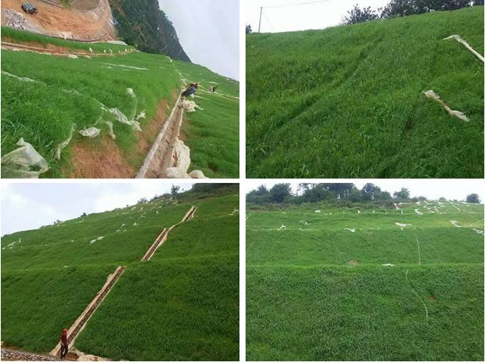 《香港》当地高速坡面种草绿化喷播机施工