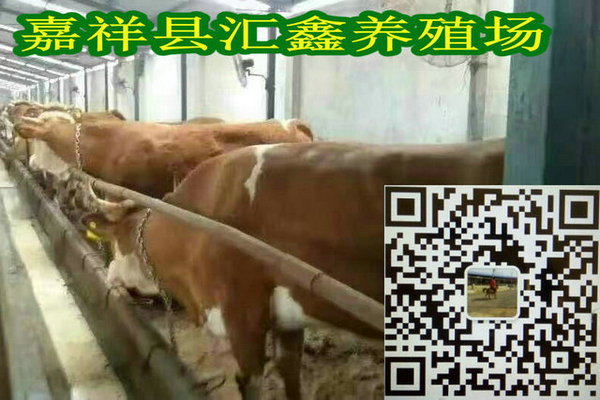 肉牛养殖技术图片