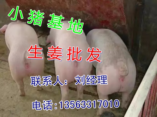 东莞猪苗价格40斤