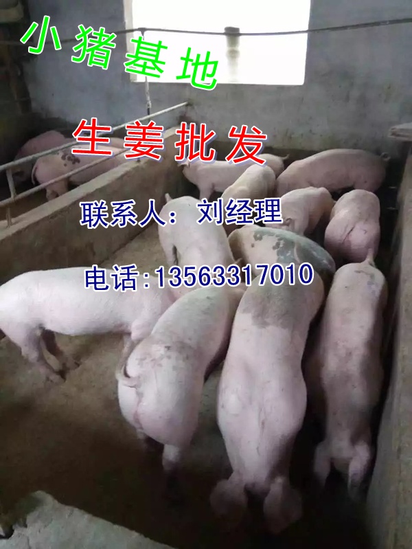 东营纯种猪苗30斤价格