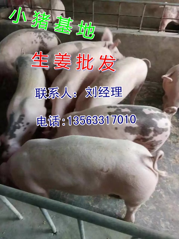丽江纯种猪苗30斤价格