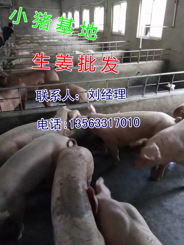 重庆今日猪苗价格
