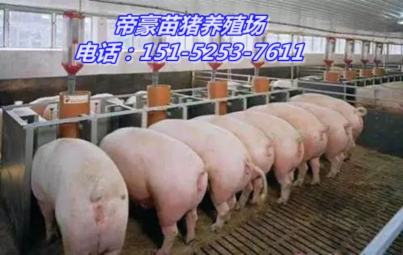 漳州太湖种猪繁殖基地