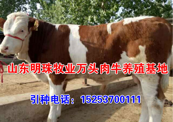 上海肉牛交易市场