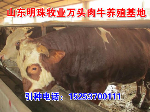 宁波牛犊价钱