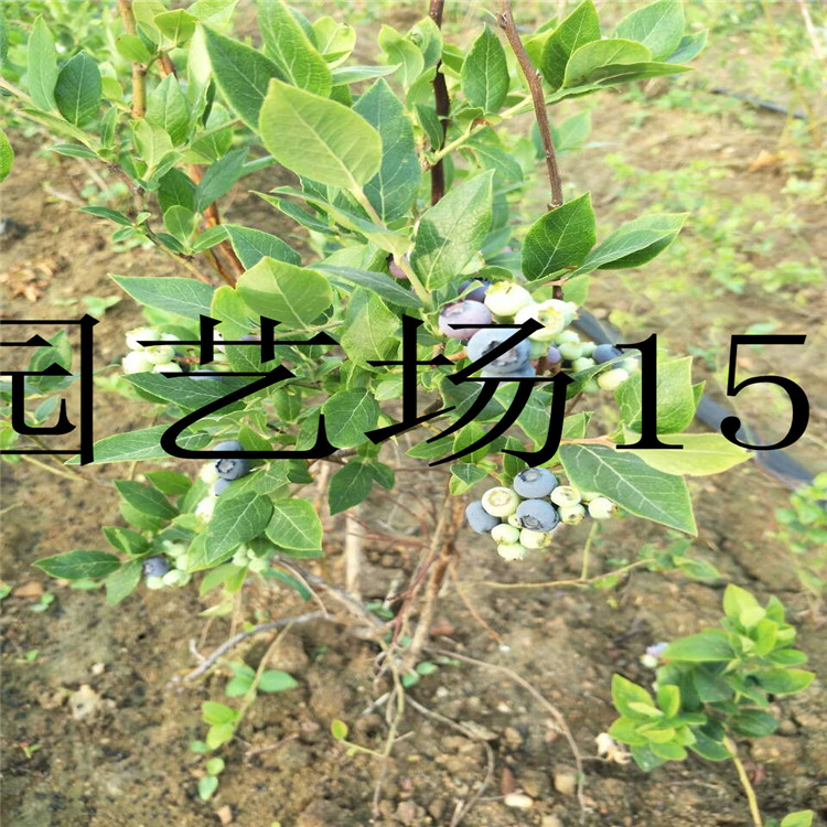 淮北双季红树莓苗红树莓苗_企业旺旺